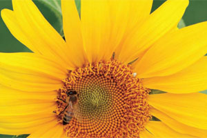真蜂蜜、假蜂蜜，破除３大迷思！如何買到純正蜂蜜？