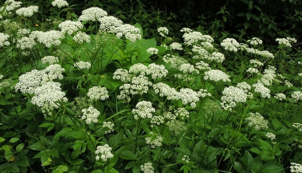 賞花不一定會 花粉熱 誘發過敏的植物是這些 康健雜誌