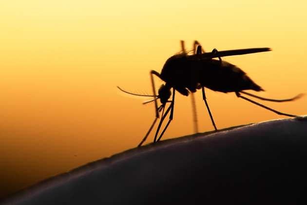 以菌治蚊，對抗登革熱與茲卡新武器誕生？