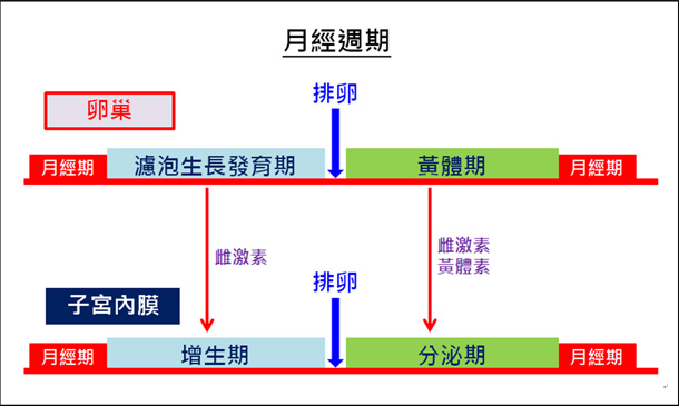 黃體素的作用 Bkucuk