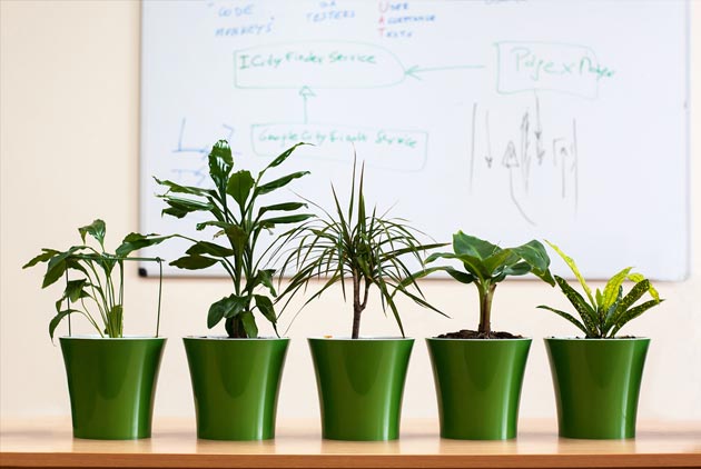 辦公桌放盆栽　能改善你的工作效率嗎？