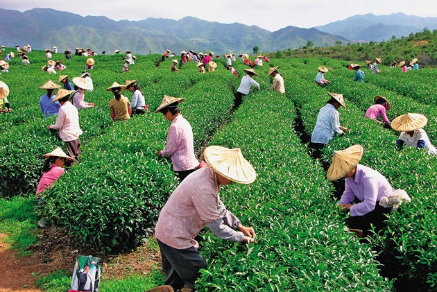 Is Taiwan’s Farm Sector Selling Out to China?