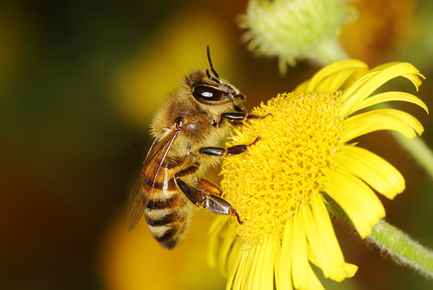 愛因斯坦：若蜜蜂從地表消失，人類活不過四年？｜天下雜誌