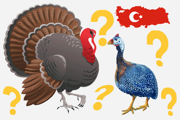 土耳其為什麼是Turkey？  推理題 + 為什么?