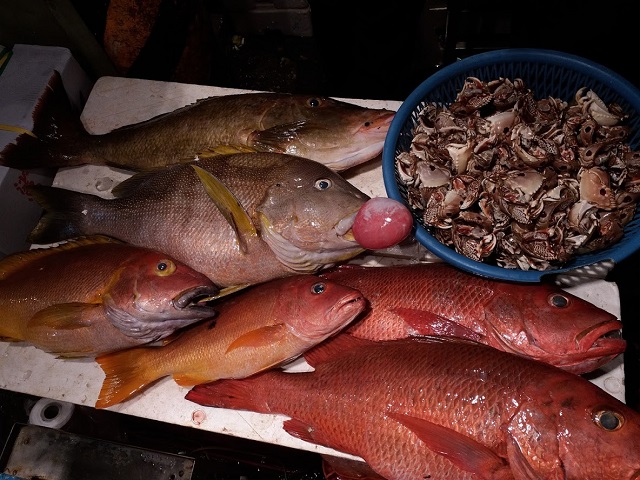 從珊瑚魚到珊瑚礁 您認識這片被忽略的海底花園嗎 黎諾維 面海生活 獨立評論